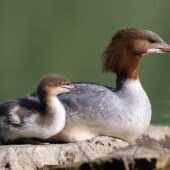 Nurogęś, Goosander, Mergus merganser, Pogoria 3, Dąbrowa Górnicza, SLK, 29.04.2025 (Polska, Poland) (1)