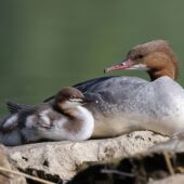 Nurogęś, Goosander, Mergus merganser, Pogoria 3, Dąbrowa Górnicza, SLK, 29.04.2025 (Polska, Poland) (3)
