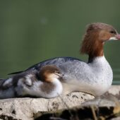Nurogęś, Goosander, Mergus merganser, Pogoria 3, Dąbrowa Górnicza, SLK, 29.04.2025 (Polska, Poland) (6)