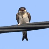 Oknówka, House Martin, Delichon urbicum, Przeczyce, SLK, 13.08.2025 (Polska, Poland)