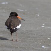Ostrygojad, Oystercatcher, Haematopus ostralegus, Przeczyce, SLK, 06.08.2025 (Polska, Poland) (1)