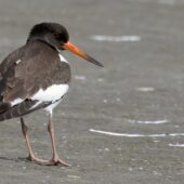 Ostrygojad, Oystercatcher, Haematopus ostralegus, Przeczyce, SLK, 06.08.2025 (Polska, Poland) (2)