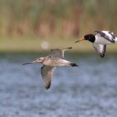 Ostrygojad, Oystercatcher, Haematopus ostralegus i szlamnik, Bar-tailed Godwit, Limosa lapponica, Przeczyce, SLK, 03.08.2025 (Polska, Poland) (6)