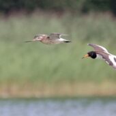Ostrygojad, Oystercatcher, Haematopus ostralegus i szlamnik, Bar-tailed Godwit, Limosa lapponica, Przeczyce, SLK, 03.08.2025 (Polska, Poland) (1)