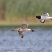 Ostrygojad, Oystercatcher, Haematopus ostralegus i szlamnik, Bar-tailed Godwit, Limosa lapponica, Przeczyce, SLK, 03.08.2025 (Polska, Poland) (3)