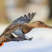 Płaskonos, Northern Shoveler, Anas clypeata, 22.01.2025, Świerklaniec, SLK (Polska, Poland) (1)
