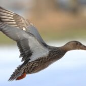 Płaskonos, Northern Shoveler, Anas clypeata, 22.01.2025, Świerklaniec, SLK (Polska, Poland) (3)