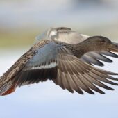 Płaskonos, Northern Shoveler, Anas clypeata, 22.01.2025, Świerklaniec, SLK (Polska, Poland) (4)
