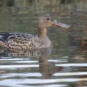Płaskonos, Northern Shoveler, Anas clypeata, 22.01.2025, Świerklaniec, SLK (Polska, Poland) (5)