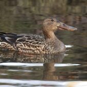 Płaskonos, Northern Shoveler, Anas clypeata, 22.01.2025, Świerklaniec, SLK (Polska, Poland) (5)