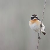 Pokląskwa, Whinchat, Saxicola rubetra, Dąbrowa Górnicza, SLK, 19.05.2025 (Polska, Poland) (2)