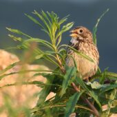 Potrzeszcz, Corn Bunting, Emberiza calandra, Gołuchowice, SLK, 23.05.2025 (Polska, Poland) (2)