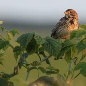 Potrzeszcz, Corn Bunting, Emberiza calandra, Gołuchowice, SLK, 23.05.2025 (Polska, Poland)