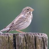 Potrzeszcz, Corn Bunting, Emberiza calandra, Woźniki, SLK, 03.05.2025 (Polska, Poland) (1)