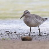 Biegus rdzawy, Knot, Calidris canutus, Przeczyce, SLK, 26.09.2025 (Polska, Poland) (1)