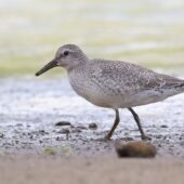 Biegus rdzawy, Knot, Calidris canutus, Przeczyce, SLK, 26.09.2025 (Polska, Poland) (2)