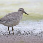Biegus rdzawy, Knot, Calidris canutus, Przeczyce, SLK, 26.09.2025 (Polska, Poland) (3)