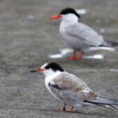 Ryb 1-DeNoiseAI-clear