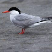 Ryb 3-DeNoiseAI-clear