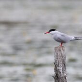 Rybitwa rzeczna, Common Tern, Sterna hirundo, Pogoria 2, Dąbrowa Górnicza, SLK, 19.05.2025 (Polska, Poland) (2)