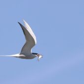 Rybitwa rzeczna, Common Tern, Sterna hirundo, Stawy Hubertus, Sosnowiec, SLK, 28.04.2025 (Polska, Poland) (3)