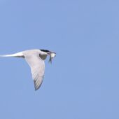 Rybitwa rzeczna, Common Tern, Sterna hirundo, Stawy Hubertus, Sosnowiec, SLK, 28.04.2025 (Polska, Poland) (2)