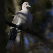 Sierpówka, Collared Dove, Streptopelia decaocto, Będzin, SLK, 17.02.2025 (Polska, Poland)