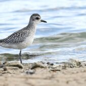 Siewnica, Black-bellied Plover, Pluvialis squatarola, Przeczyce, SLK, 03.10.2025 (Polska, Poland) (1)