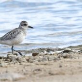 Siewnica, Black-bellied Plover, Pluvialis squatarola, Przeczyce, SLK, 03.10.2025 (Polska, Poland) (2)