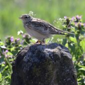 Skowronek, Skylark, Alauda arvensis, Gołuchowice, SLK, 26.04.2025 (Polska, Poland)