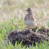 Skowronek, Skylark, Alauda arvensis, Bieruń, SLK, 26.03.2025 (Polska, Poland) (2)
