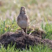 Skowronek, Skylark, Alauda arvensis, Bieruń, SLK, 26.03.2025 (Polska, Poland) (1)