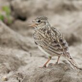 Skowronek, Skylark, Alauda arvensis, Gołuchowice, SLK, 09.05.2025 (Polska, Poland)