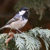 Sosnówka, Coal Tit, Periparus ater, Będzin, SLK, 26.01.2025 (Polska, Poland)