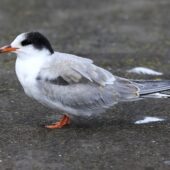 Sterna 2-DeNoiseAI-clear