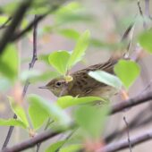Świerszczak, Grasshopper Warbler, Locustella naevia, Niezdara, SLK, 07.05.2025 (Polska, Poland)