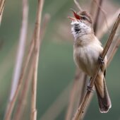 Trzciniak, Reed Warbler, Acrocephalus arundinaceus, Dąbrowa Górnicza, SLK, 19.05.2025 (Polska, Poland) (3)