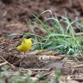 Pliszka żółta tundrowa, Yellow Wagtail, Motacilla flava thunbergi, Gołuchowice, SLK, 25.04.2025 (Polska, Poland) (1)