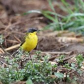 Pliszka żółta tundrowa, Yellow Wagtail, Motacilla flava thunbergi, Gołuchowice, SLK, 25.04.2025 (Polska, Poland) (2)