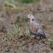 Turkawka, Turtle Dove, Streptopelia orientalis, Gołuchowice, 23.04.2025 (Polska, Poland) (1)