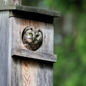 Włochatka, Boreal Owl (Tengmalm's Owl), Aegolius funereus, Lasy Lublinieckie, SLK, 26.05.2025 (Polska, Poland)