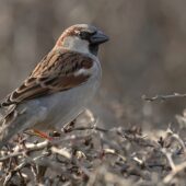 Wróbel, House Sparrow, Passer domesticus, Dąbrowa Górnicza, SLK, 08.03.2025 (Polska, Poland)