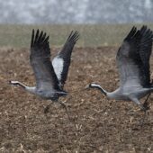 Żuraw, Crane, Grus grus, Gołuchowice, SLK, 01.03.2025 (Polska, Poland)