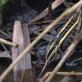 Bekasik, Jack Snipe, Lymnocryptes minimus, Sosnowiec, SLK, 20.01.2025 (Polska, Poland)
