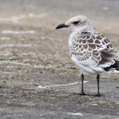 ewa czarnogłowa, Mediterranean Gull, Ichthyaetus melanocephalus, Przeczyce, SLK, 03.08.2025 (Polska, Poland) (4)