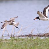 Ostrygojad, Oystercatcher, Haematopus ostralegus i szlamnik, Bar-tailed Godwit, Limosa lapponica, Przeczyce, SLK, 03.08.2025 (Polska, Poland) (4)