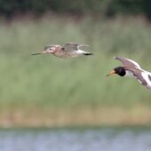 Ostrygojad, Oystercatcher, Haematopus ostralegus i szlamnik, Bar-tailed Godwit, Limosa lapponica, Przeczyce, SLK, 03.08.2025 (Polska, Poland) (2)