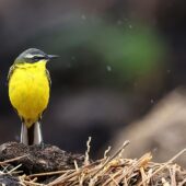 Pliszka zółta, Yellow Wagtail, Motacilla flava, Gołuchowice, SLK, 25.04.2025 (Polska, Poland)