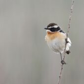 Pokląskwa, Whinchat, Saxicola rubetra, Dąbrowa Górnicza, SLK, 19.05.2025 (Polska, Poland) (1)