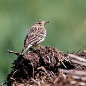 Świergotek rdzawogardły, Red-throated Pipit, Anthus cervinus, Gołuchowice, SLK, 27.04.2025 (Polska, Poland) (1)